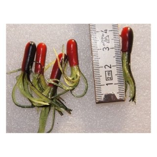 Tubes - Dropshot - Jigger - Fransenkder - Drillingstuning - vers. Lngen  4cm